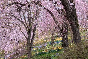 桜と花畑