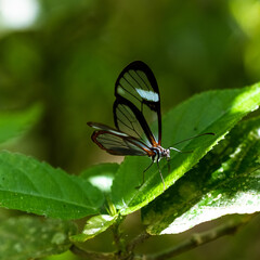 Obraz premium Bella mariposa alas de cristal, vista en Coroico.