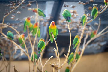 たくさんのカラフルなインコ