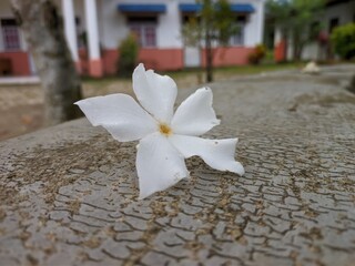 Cerbera odollam flower falls and sits on cement