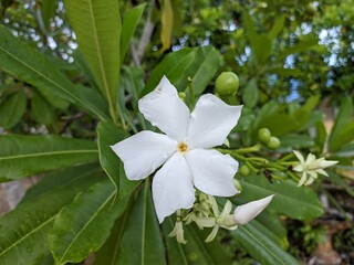 Cerbera odollam flower in the morning