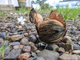 old cerbera odollam fruit and the skin is open