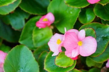 ベゴニア・センパフローレンスの花