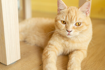 orange cute cat looking around, concept of pets, domestic animals. Close-up portrait of cat sitting down looking around