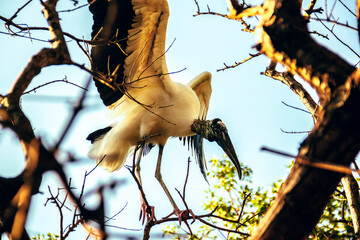 ave de rapi&ntilde;a