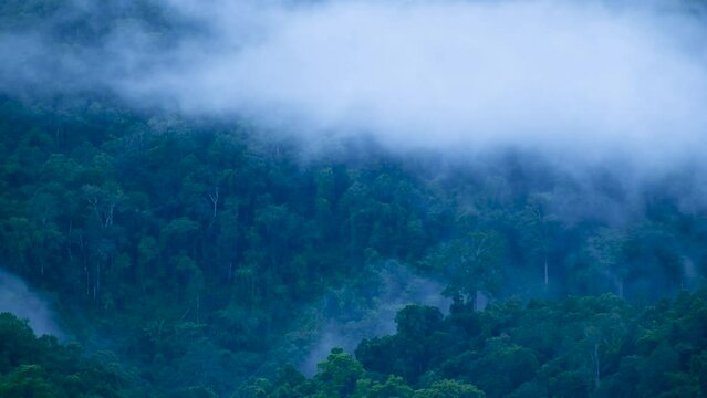 Time Lapse movie of low clouds and fog rolling over evergreen trees 