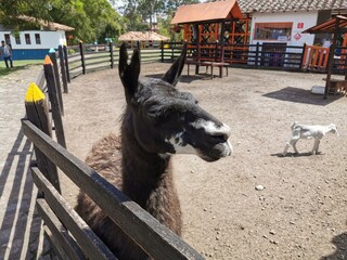 Guanaco © JavierAndrs