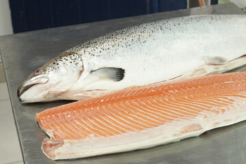 Peixe Salmão / Salmon Fish