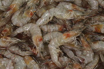 Camarão Cru / Raw Shrimp