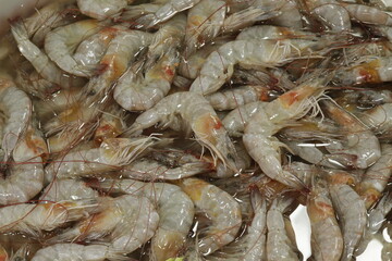 Camarão Cru / Raw Shrimp