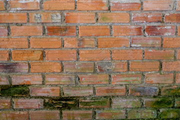 old brick wall with moss