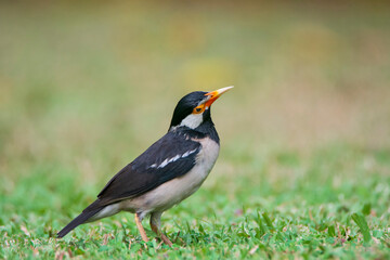 Asian Pied Starling on the ground