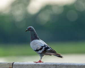 pigeon in the park