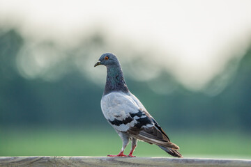 pigeon on a branch