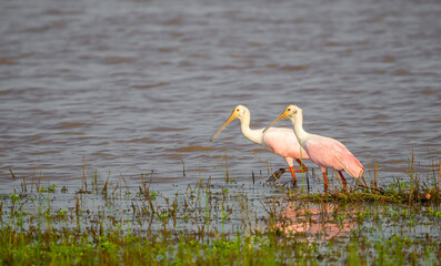 pair of spoonbills in water 