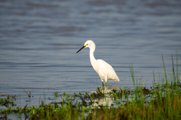 great white heron