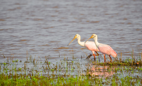 copule of spoonbills