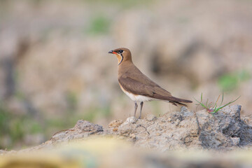 Oriental Pratincole on the ground

