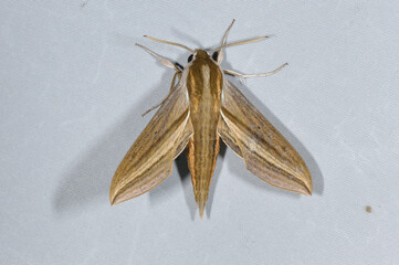 コスズメ（岡山県・新見市）
