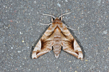 ハネナガブドウスズメ（北海道・鶴居村）
