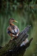 Fototapeta duck in the water obraz