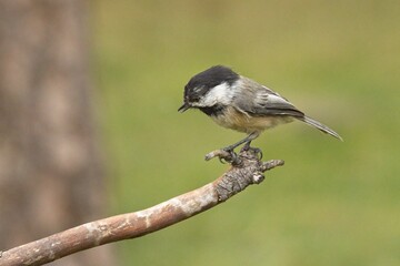 Side view of a black capped chickadee.