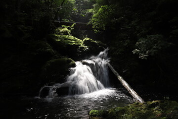 Obraz premium 東京の森（あきる野・檜原）Forest at Tokyo