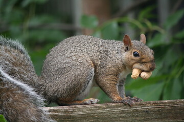 Squirrel eating two nuts