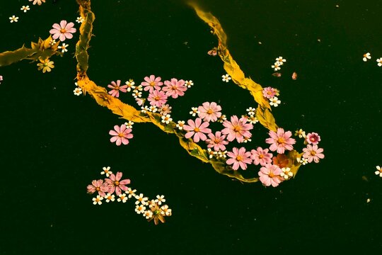 flores de liz