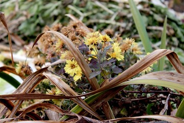 Bouquet of wintering plants with yellow flowers