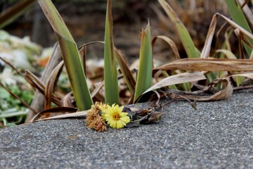 Dandelion on the side of the road