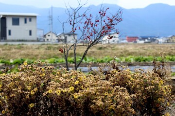 Winterberry tree in front of houses and rice fields in autumnal rural Japan