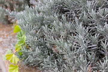 Wooly lavender