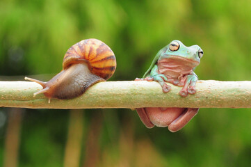 frogs and snails on a tree branch, frog, snail,