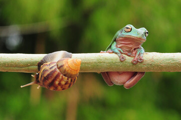 frogs and snails on a tree branch, frog, snail,