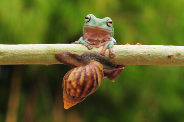 frogs and snails on a tree branch, frog, snail,