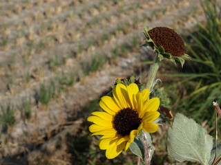 Cut rice field and sunflowers