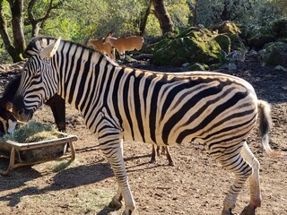 An African Zebra in Captivity