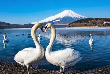 白鳥と富士山  © 文明 金本