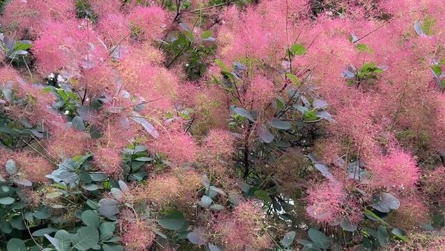 Smoke bush, Cotinus coggygria, is deciduous shrub that's also commonly known as royal purple smoke bush, smokebush, smoke tree and purple smoke tree. 
