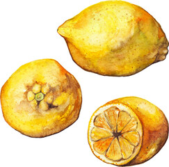Watercolor lemon citrus yellow exotic fruit isolated art