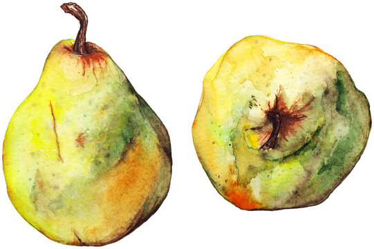 Watercolor yellow green pear ripe fruit isolated art