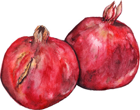Watercolor hand drawn pomegranate fruit set isolated