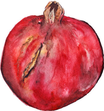 Watercolor hand drawn pomegranate sweet fruit isolated