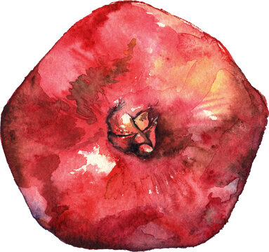 Watercolor hand drawn pomegranate sweet fruit isolated