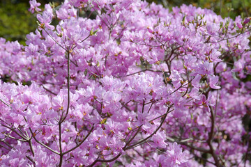 ミツバツツジ　花模様