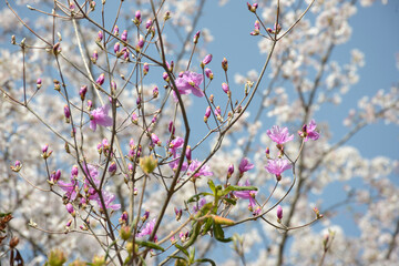 ミツバツツジと桜