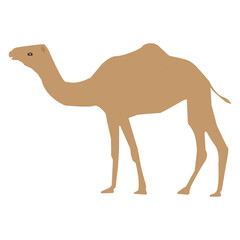 camel cartoon character, camel cartoon illustration