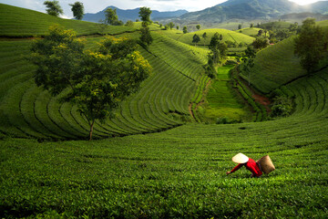 landscape photo for Vietnamese working in tea plantation at long coc mountain