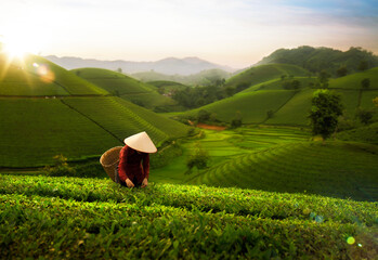 landscape photo for Vietnamese working in tea plantation at long coc mountain - Powered by Adobe